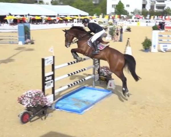 broodmare Pipilotta II CH (Swiss Warmblood, 2007, from Orlando van de Heffinck)