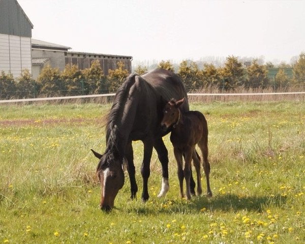 broodmare Marbella xx (Thoroughbred, 2012, from Contat xx)