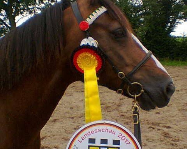 broodmare Ponyland Santa Fee (Welsh-Cob (Sek. D), 2008, from Palatinate Rodrigo)