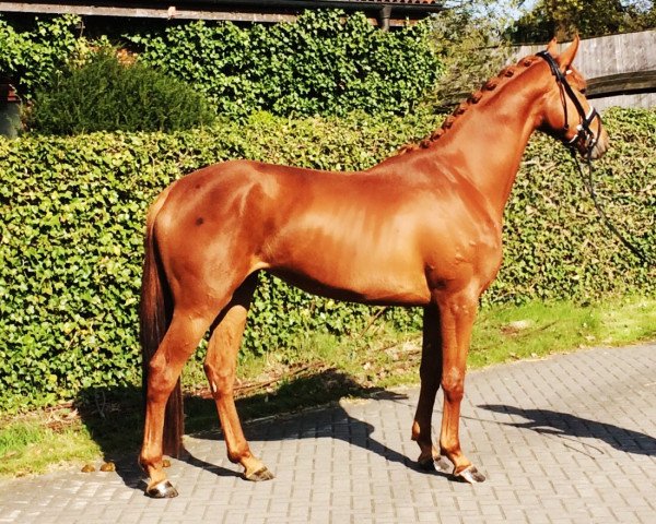 Zuchtstute Lorena VS (Hannoveraner, 2014, von Lemony's Nicket)