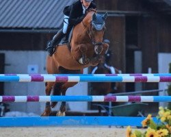 jumper Coeur de Semilly (Holsteiner, 2008)