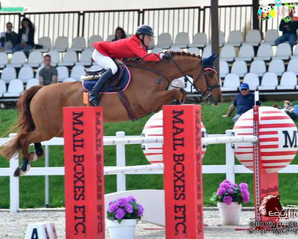 jumper Chabalou (Oldenburg show jumper, 2007, from Chacco-Blue)