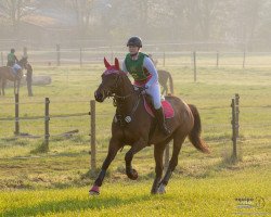 broodmare Loisanne (Westphalian, 2005, from Lord Loxley I)