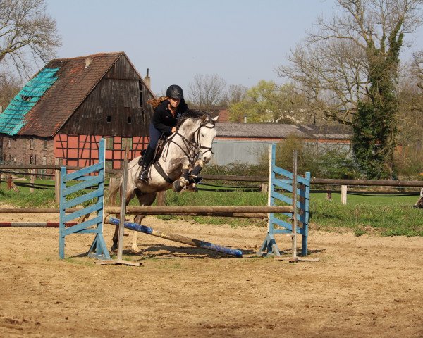 jumper Danny's Devil Flip (German Riding Pony, 2012, from Danny Gold)