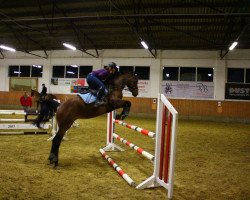 jumper Cutie Amy (Westphalian, 2011, from Cayetano L)
