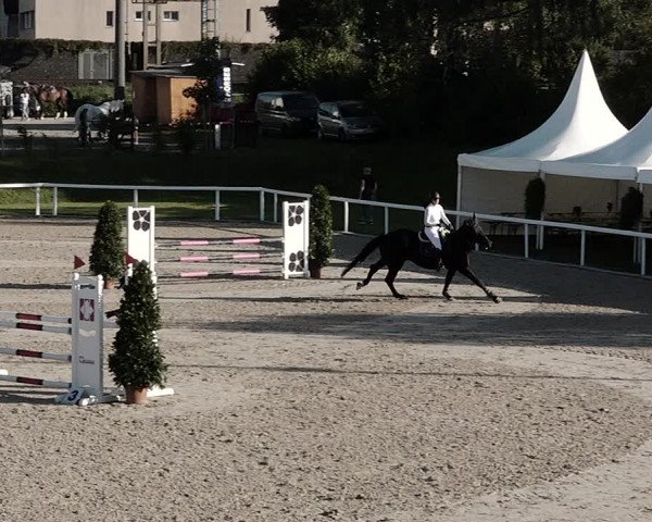Pferdesporttage Bülach 2021
