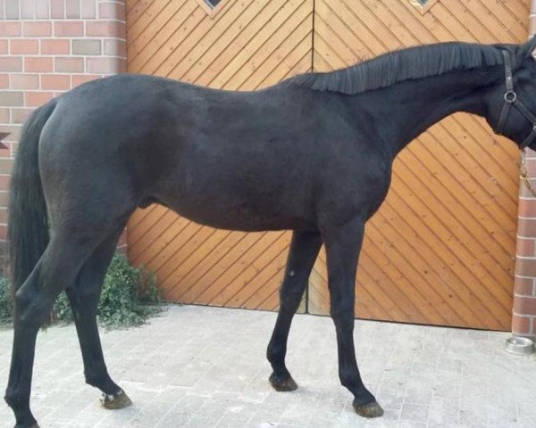 Pferd Millennium's Magnum (Oldenburger, 2016, von E.H. Millennium) Pferd Millennium's Magnum (Oldenburger, 2016, von E.H. Millennium)