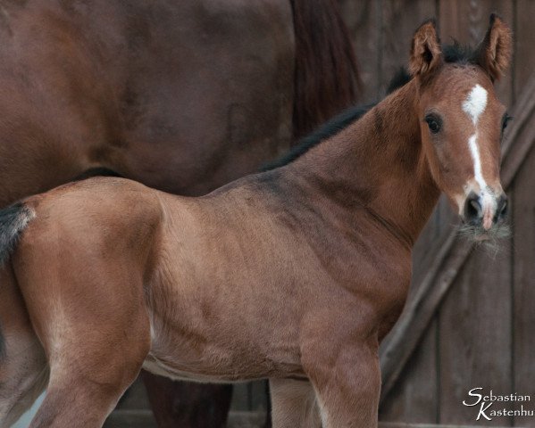 jumper Clarino's Pride (Holsteiner, 2019, from Casalido)