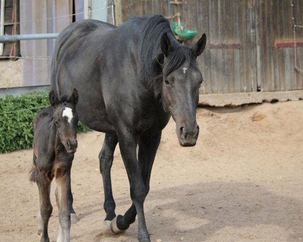 broodmare Abendrose (Trakehner, 2019, from Donauabend)