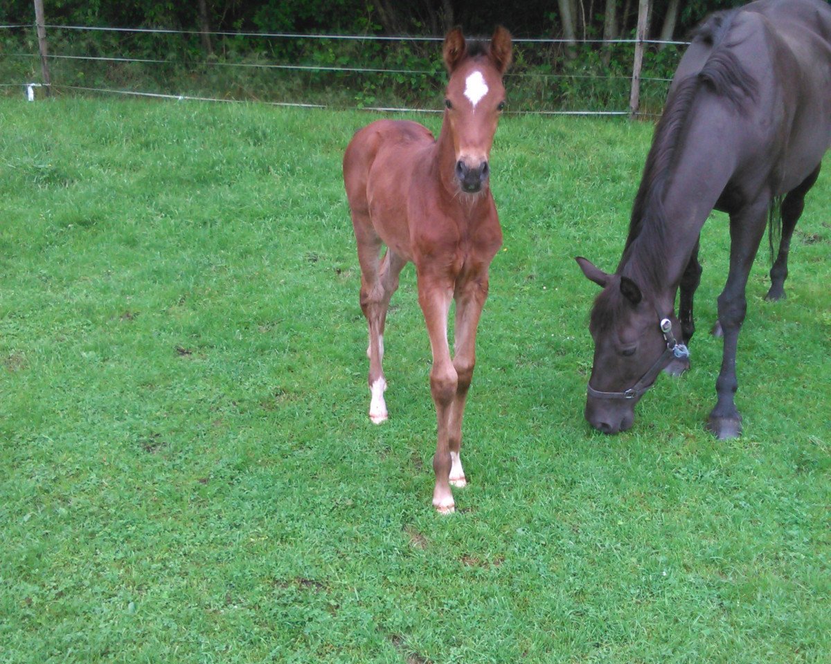 Zuchtstute Donatella c (Belgisches Warmblut, 2003, von Burggraaf)