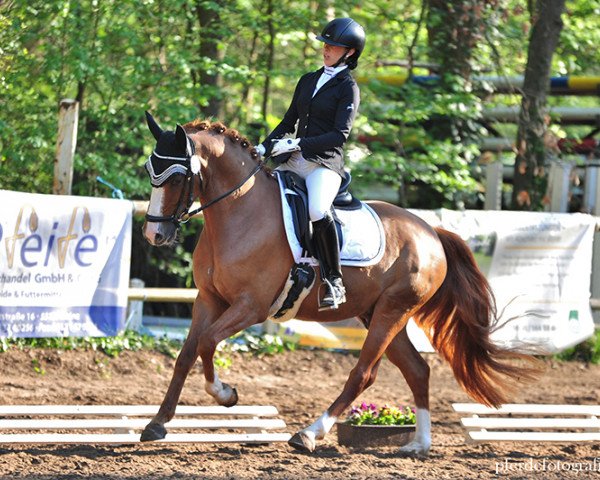 dressage horse Novaresh (German Riding Pony, 2015, from Fs Numero Uno)