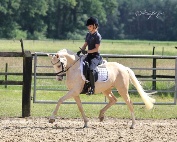 broodmare Donna Cara (German Riding Pony, 2016, from Der Classicer)