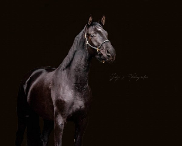 Pferd Millenniums Dawn (Oldenburger, 2015, von E.H. Millennium)