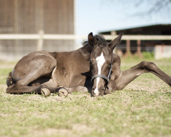 horse Eleanor G (Westphalian, 2019, from Emilio)
