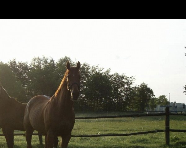 jumper Accattone xx (Thoroughbred, 1998, from Acatenango xx)