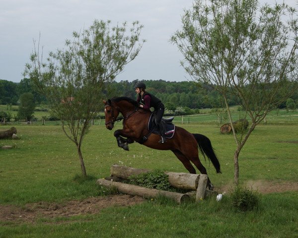 dressage horse Flying Pleasure 4 (Hanoverian, 2007, from For Edition)