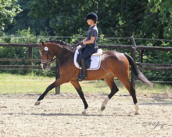broodmare Colett (Westphalian, 2016, from Cristallo I)