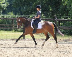 broodmare Colett (Westphalian, 2016, from Cristallo I)