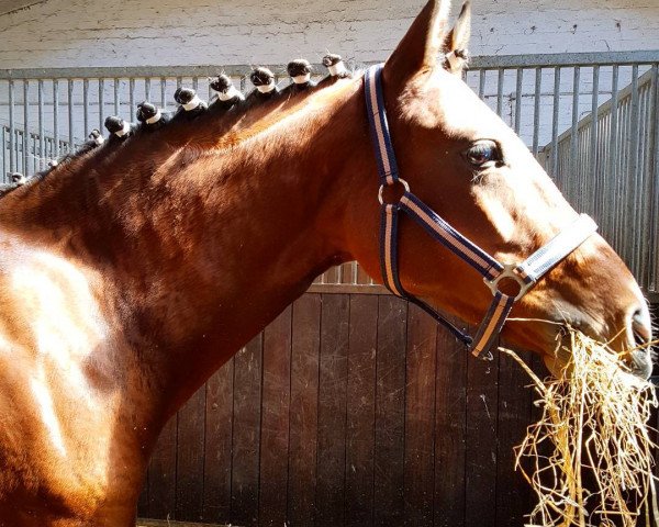 jumper Nix Da (German Riding Pony, 2011, from Nemax)