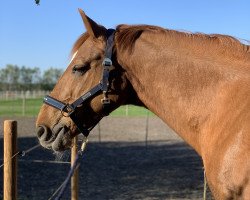 dressage horse Ramzes (Latvian Warmblood, 2004, from Rektors)