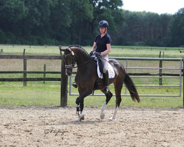 broodmare Gala (Westphalian, 2016, from Goldberg)