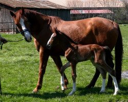 horse Trouble D (Hanoverian, 2019, from Toulon)