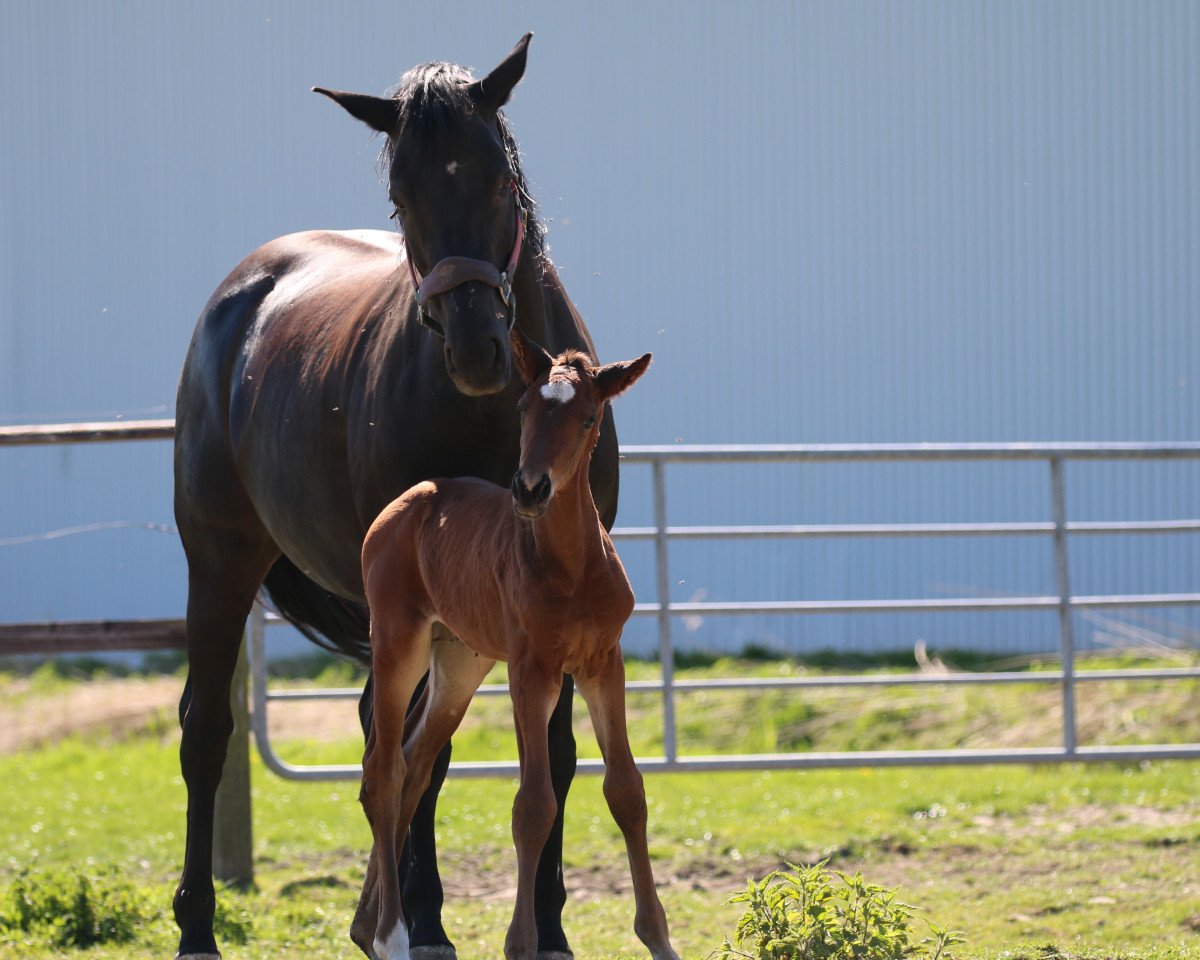horse Fips (Hanoverian, 2019, from Finnigan)