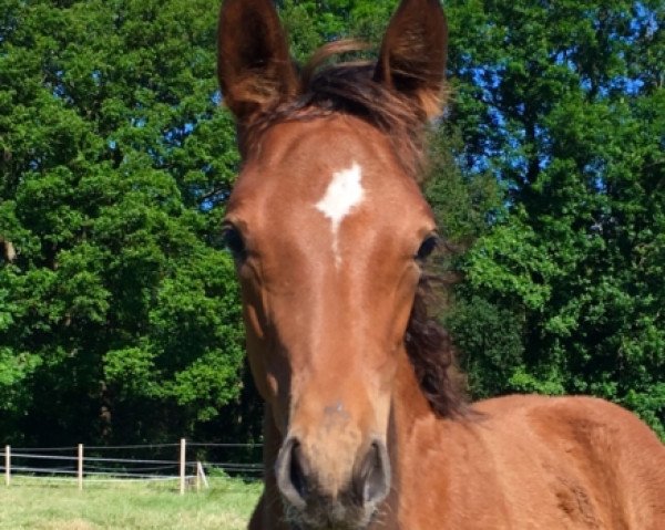 horse Daredevil R (Westphalian, 2019, from Dembelé L)
