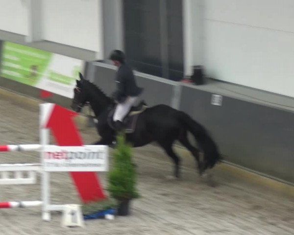 Reitturnier Mönchengladbach-Abtshof 2016