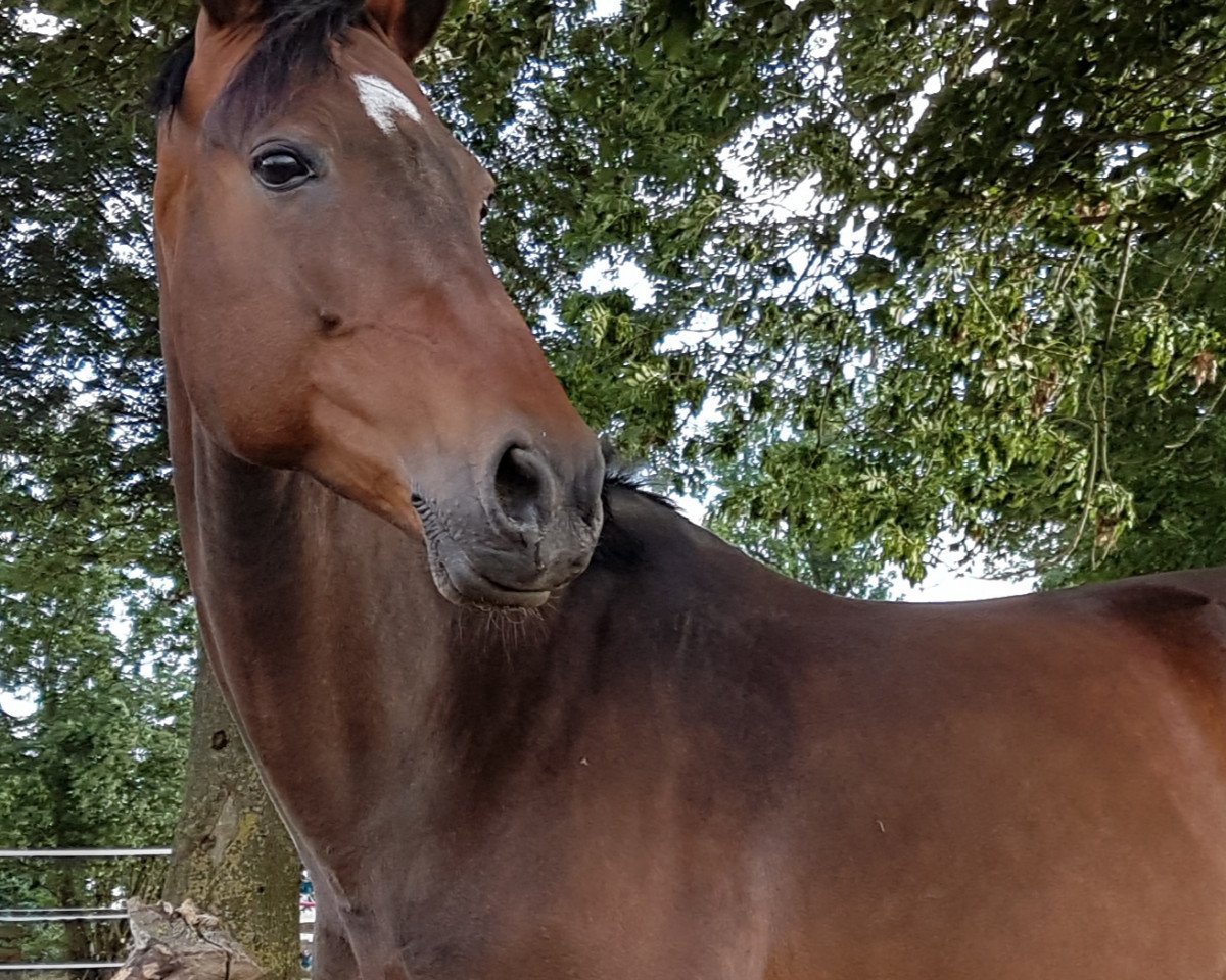 jumper Akveda (Latvian Warmblood, 2003, from Ako)
