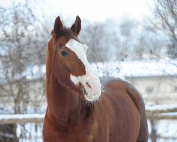 horse Mister Bean (KWPN (Royal Dutch Sporthorse), 1998, from Lancelot)