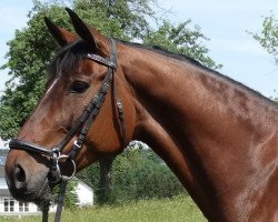 jumper Samira 381 (Württemberger, 2005, from Stakkato Gold)