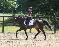broodmare Fee CK (Westphalian, 2015, from Finest)