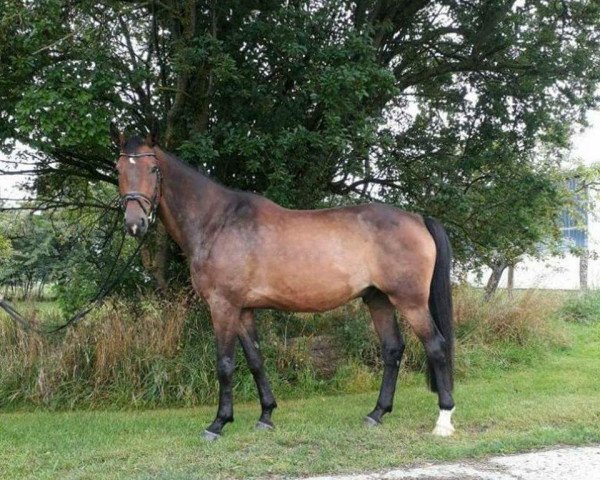 horse Quel Homme 5 (Oldenburg show jumper, 2009, from Quidamo)