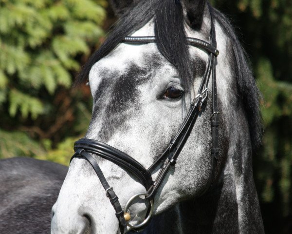 horse De Campo (Oldenburg, 2015, from De Martino)