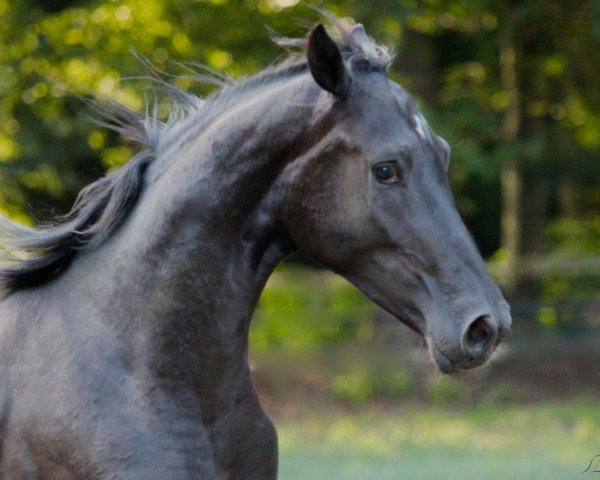 horse Dream On (Oldenburg, 2014, from Dante Weltino Old)