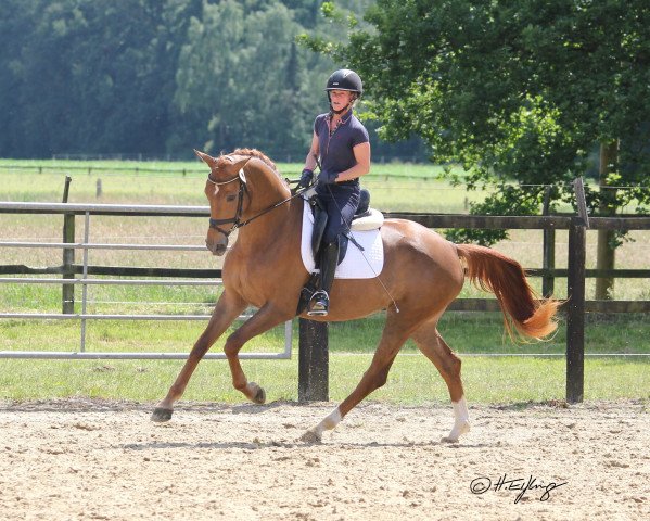 broodmare Enne Em (Westphalian, 2016, from Escolar)