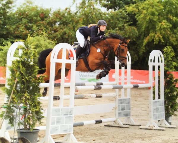 Springpferd Choana B (Hannoveraner, 2008, von Carlucci 13)