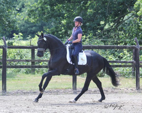 broodmare Fabella Noir F (Westphalian, 2016, from For Romance I)