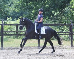 broodmare Fabella Noir F (Westphalian, 2016, from For Romance I)