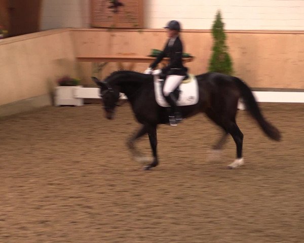 Dressur- und Jugendturnier Hövelhof 2016