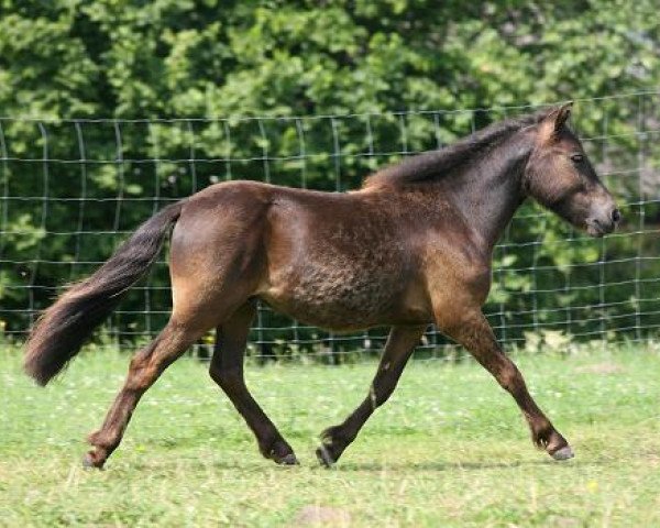 horse Banino (Shetland Pony, 2008, from Holsteins Bonavista)