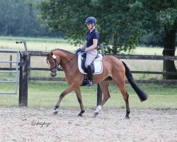 broodmare Balimba B (Westphalian, 2016, from Balou du Rouet)