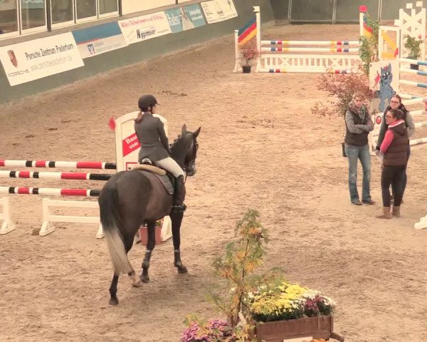 16. Salzkottener Pferdefestival 2016
