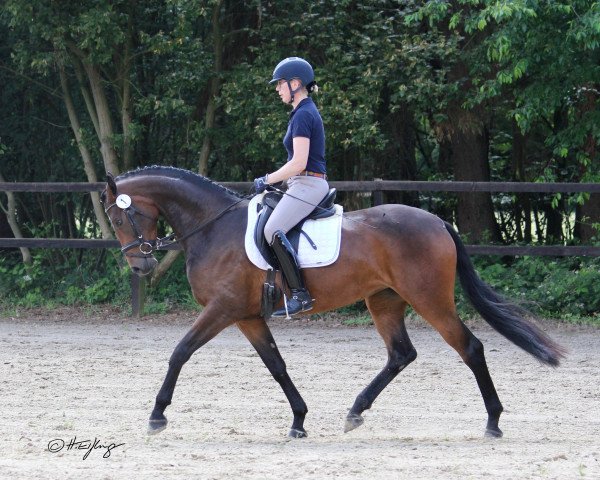 dressage horse Bon Cheri (Westphalian, 2016, from Baccardi)