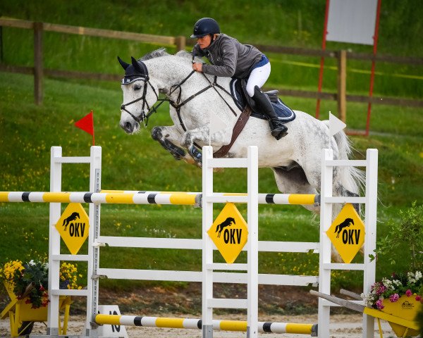 horse csillag (Swiss Warmblood,  , from Cristallo I)