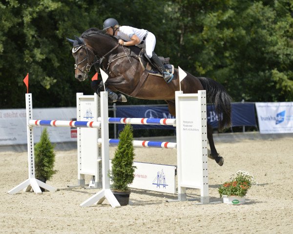 Pferd casper (Mecklenburger,  , von Catuso)