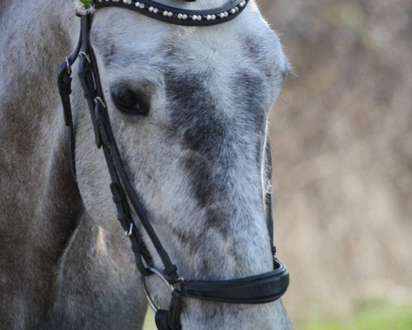 Pferd Woodside Sarah (Connemara-Pony, 2014)