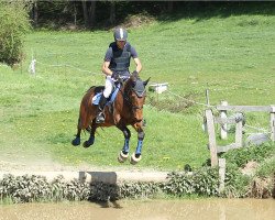 jumper Country Girl 8 (Zangersheide riding horse, 2011, from Candillo Z)