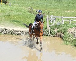 jumper Antonio Banderas 2 (Oldenburg, 2010, from Arezzo VDL)